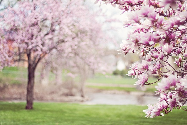 magnolia, tavasz