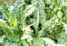 Mángold: a vitamin és antioxidáns bomba