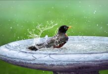 Madáritatóval védhetjük a madarakat a nyári hőségben