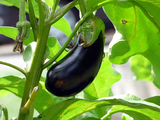 padlizsán